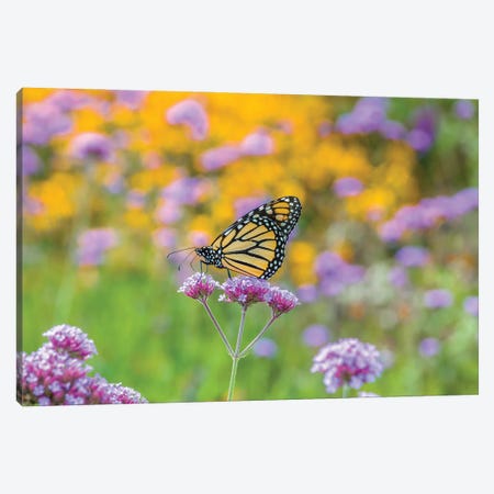 Close-Up Of Monarch Butterfly On Wildflower, Boothbay Harbor, Maine, USA Canvas Print #PIM15935} by Panoramic Images Art Print