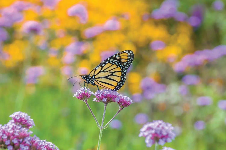 Close-Up Of Monarch Butterfly On Wildflower, Boothbay Harbor, Maine, USA