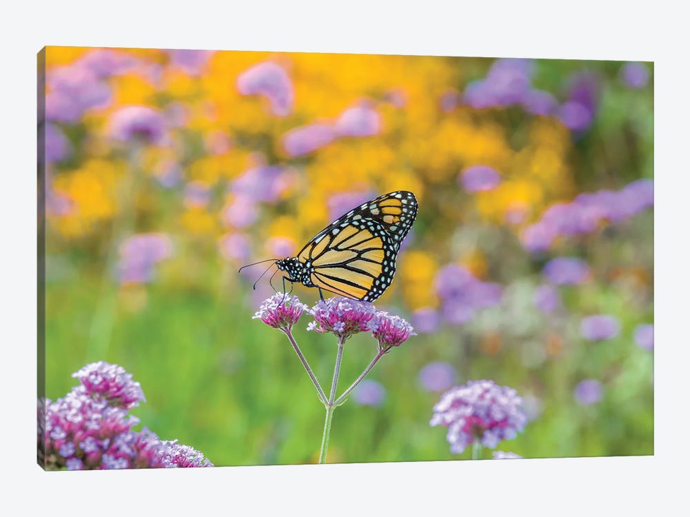 Close-Up Of Monarch Butterfly On Wildflower, Boothbay Harbor, Maine, USA by Panoramic Images 1-piece Canvas Art