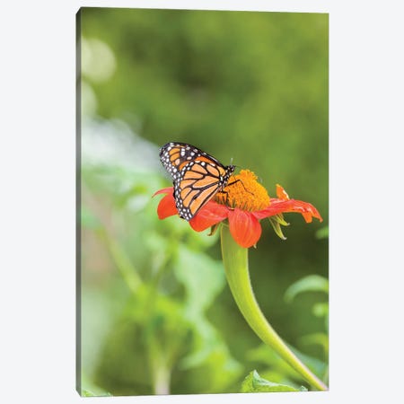 Close-Up Of Monarch Butterfly Perching On Flower, Northeast Harbor, Maine, USA Canvas Print #PIM15936} by Panoramic Images Canvas Art Print