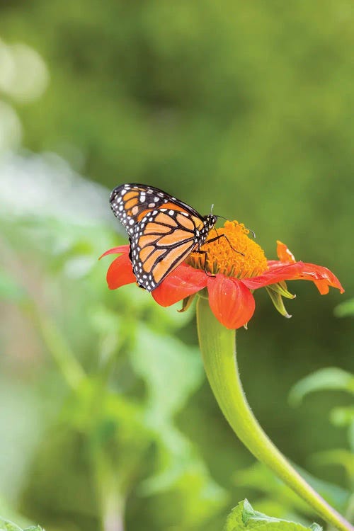 Close-Up Of Monarch Butterfly Perching On Flower, Northeast Harbor, Maine, USA