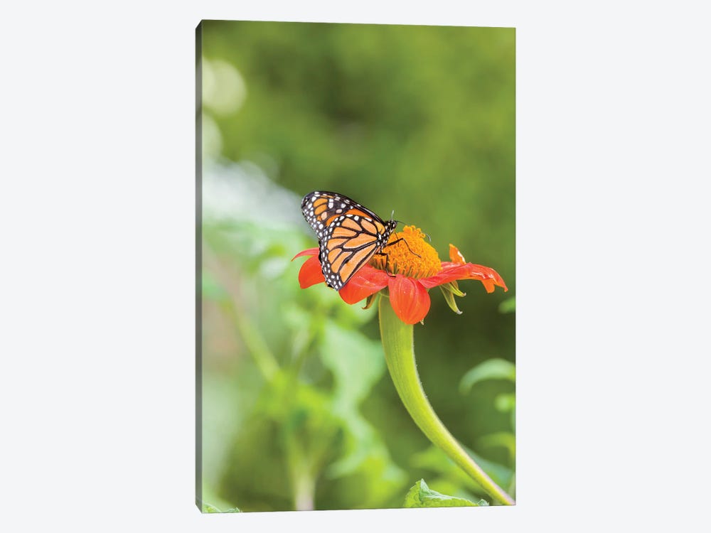 Close-Up Of Monarch Butterfly Perching On Flower, Northeast Harbor, Maine, USA by Panoramic Images 1-piece Canvas Art Print