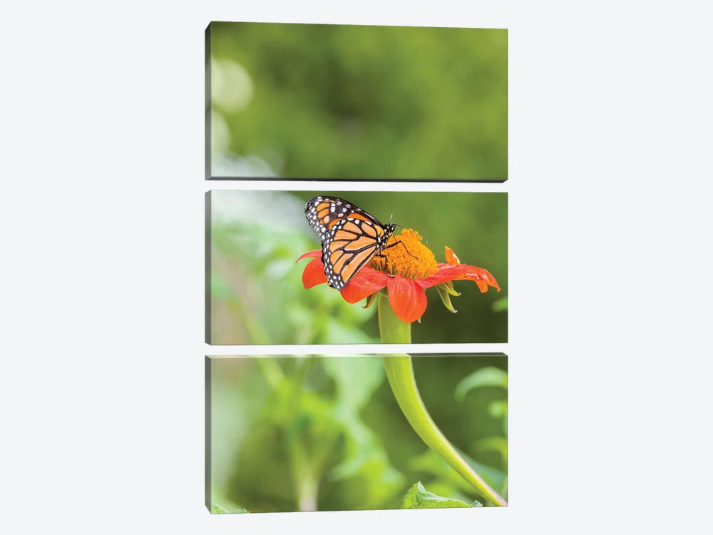 Close-Up Of Monarch Butterfly Perching On Flower, Northeast Harbor, Maine, USA by Panoramic Images 3-piece Art Print