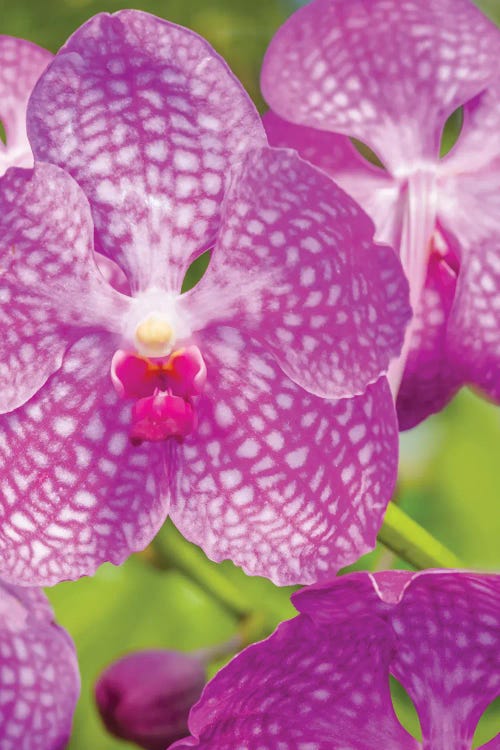 Close-Up Of Orchid Flowers, Sarasota, Florida, USA