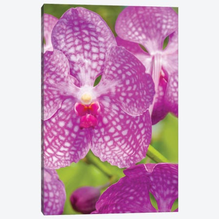 Close-Up Of Orchid Flowers, Sarasota, Florida, USA Canvas Print #PIM15937} by Panoramic Images Art Print