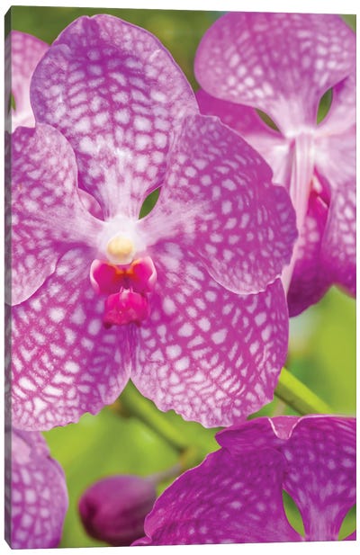 Close-Up Of Orchid Flowers, Sarasota, Florida, USA Canvas Art Print - Orchid Art