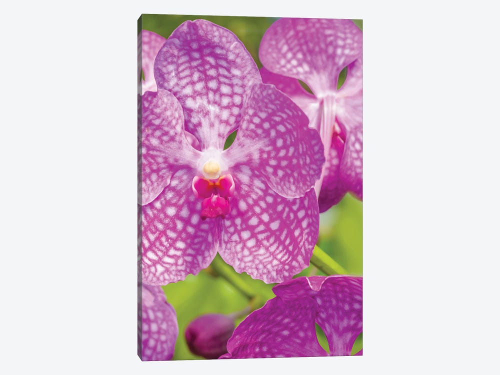Close-Up Of Orchid Flowers, Sarasota, Florida, USA by Panoramic Images 1-piece Canvas Artwork