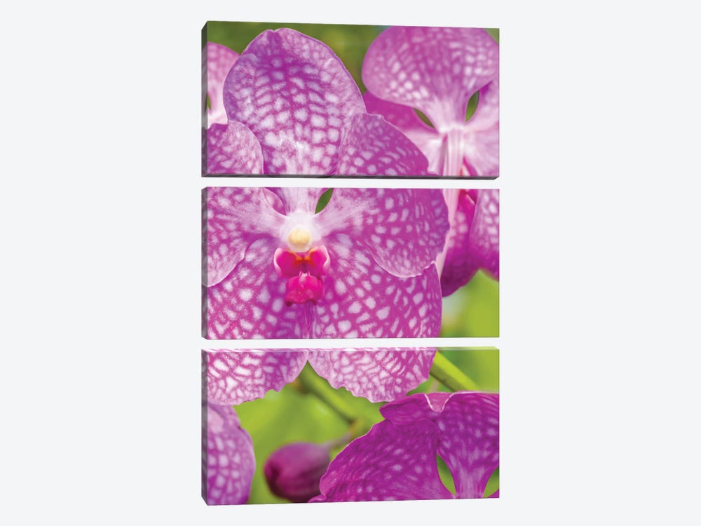 Close-Up Of Orchid Flowers, Sarasota, Florida, USA by Panoramic Images 3-piece Canvas Artwork