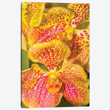 Close-Up Of Orchid Flowers, Sarasota, Florida, USA Canvas Print #PIM15938} by Panoramic Images Canvas Wall Art