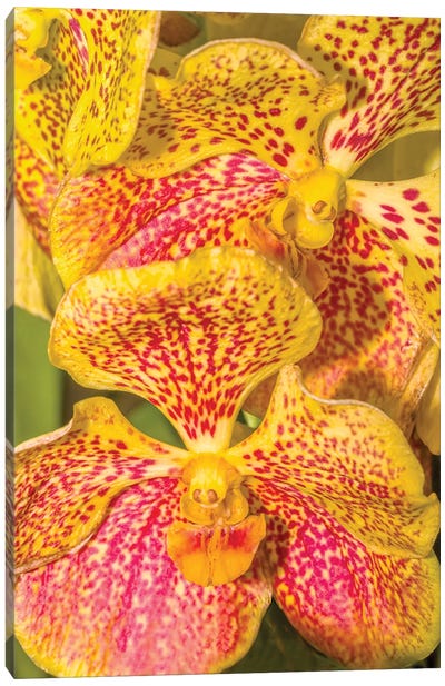 Close-Up Of Orchid Flowers, Sarasota, Florida, USA Canvas Art Print