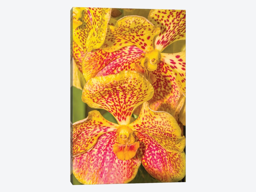 Close-Up Of Orchid Flowers, Sarasota, Florida, USA by Panoramic Images 1-piece Art Print