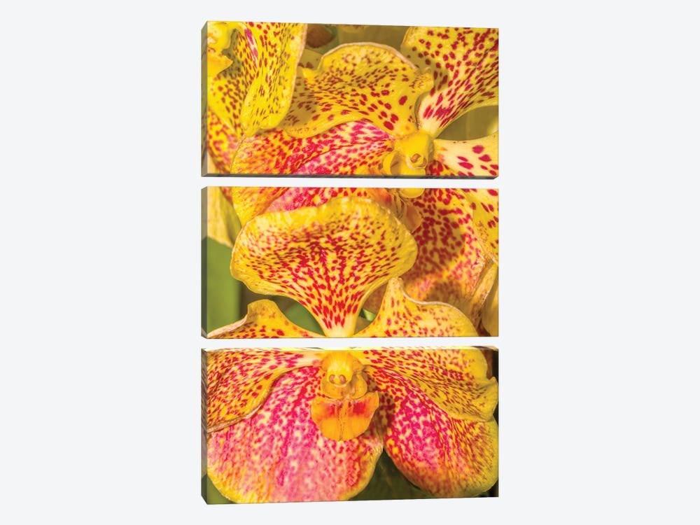 Close-Up Of Orchid Flowers, Sarasota, Florida, USA by Panoramic Images 3-piece Canvas Art Print