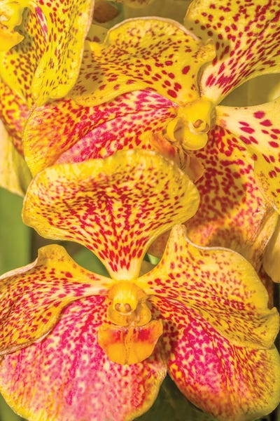 Orchids: Close-Up Of Orchid Flowers, Sarasota, Florida, USA by Panoramic Images