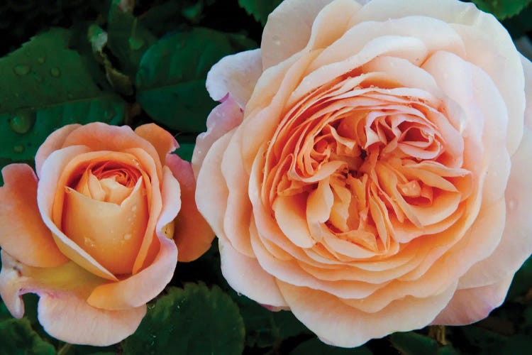 Close-Up Of Rose Flowers, Fort Bragg, Mendocino County, California, USA