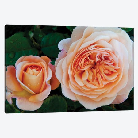 Close-Up Of Rose Flowers, Fort Bragg, Mendocino County, California, USA Canvas Print #PIM15939} by Panoramic Images Canvas Wall Art
