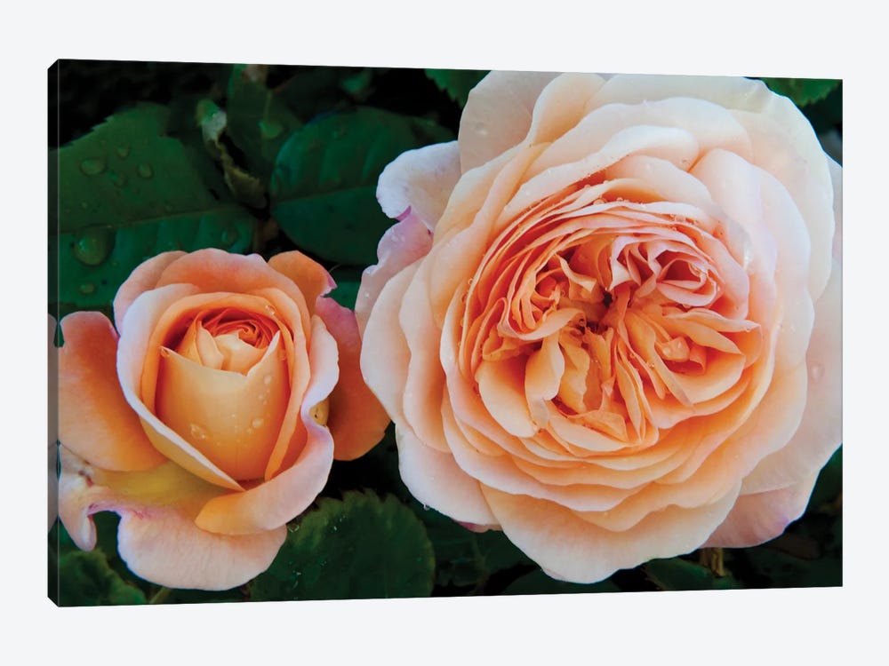 Close-Up Of Rose Flowers, Fort Bragg, Mendocino County, California, USA by Panoramic Images 1-piece Canvas Wall Art