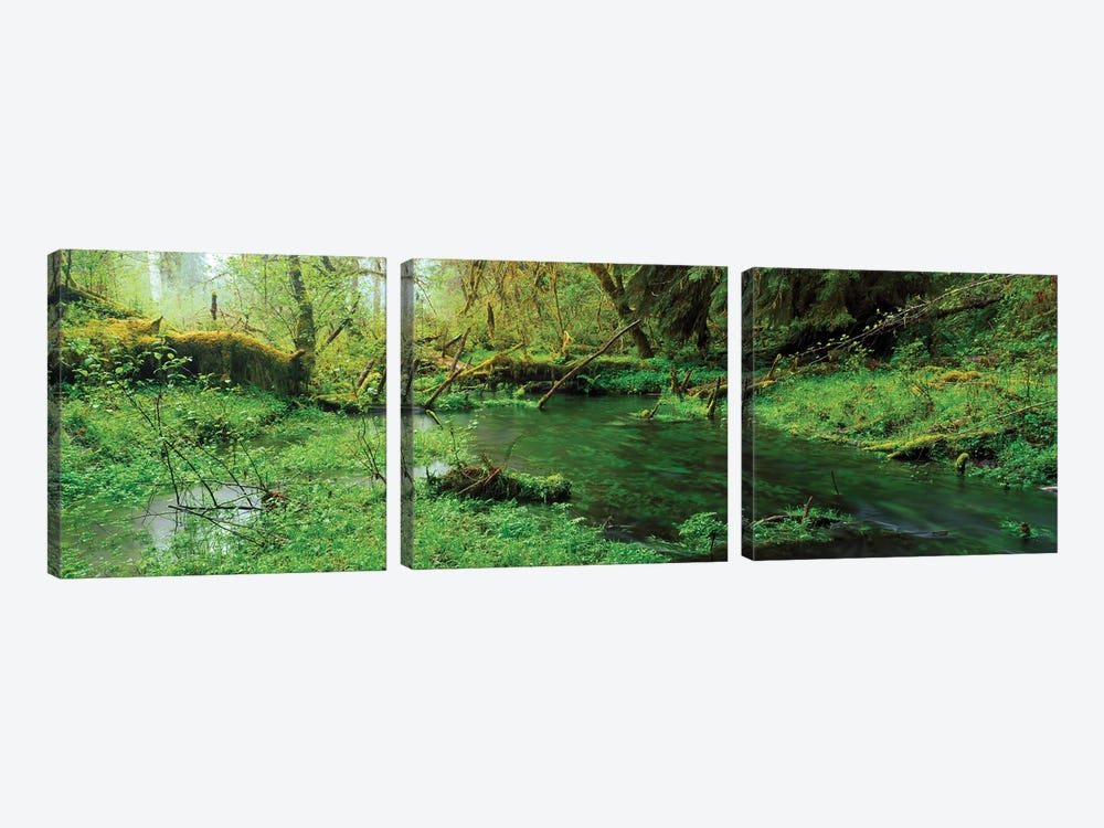 Hoh Rain Forest Olympic National Park WA by Panoramic Images 3-piece Canvas Wall Art