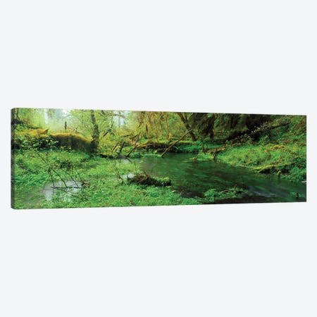 Hoh Rain Forest Olympic National Park WA Canvas Print #PIM15962} by Panoramic Images Art Print