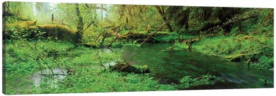 Hoh Rain Forest Olympic National Park WA Canvas Art Print - Olympic National Park Art