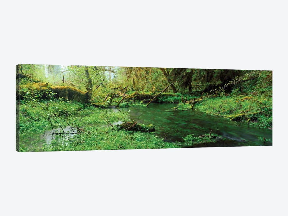 Hoh Rain Forest Olympic National Park WA by Panoramic Images 1-piece Canvas Art