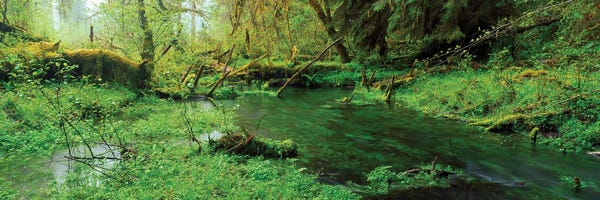 Washington: Hoh Rain Forest Olympic National Park WA by Panoramic Images