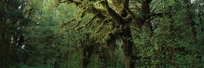 Hoh Rain Forest WA by Panoramic Images multi panel art