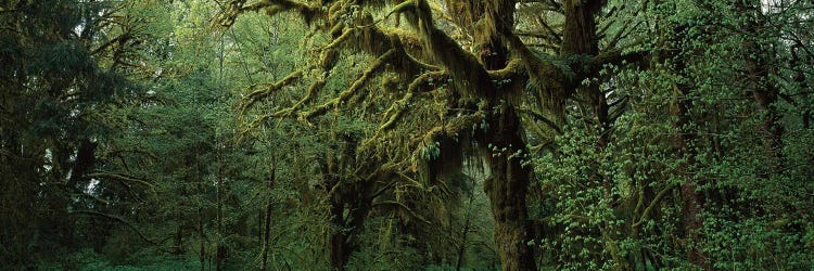 Hoh Rain Forest WA