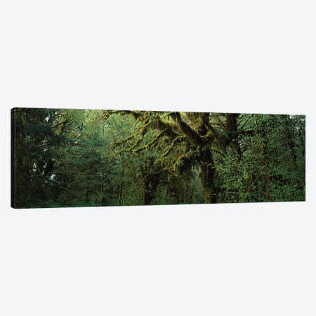 Hoh Rain Forest WA Canvas Print #PIM15963} by Panoramic Images Canvas Art Print