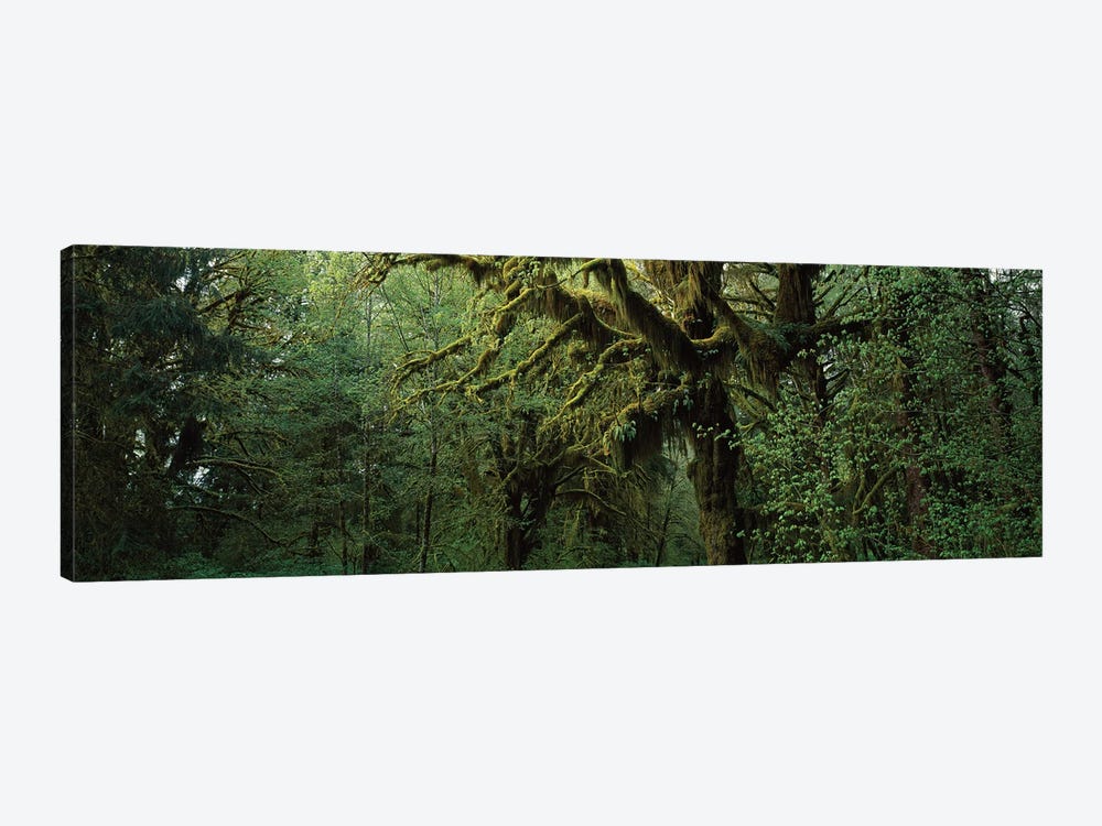 Hoh Rain Forest WA by Panoramic Images 1-piece Art Print