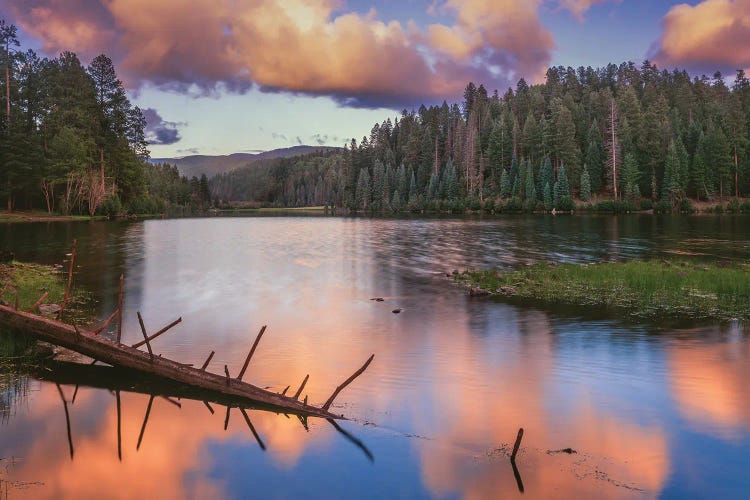 Landscape With Christmas Tree Lake And Evergreen Forest At Sunset, White Mountain Apache Reservation, Arizona, USA