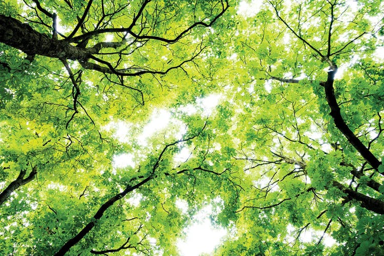 Landscape With Low Angle View Of Green Trees In Forest