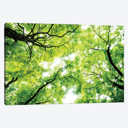 Landscape With Low Angle View Of Green Trees In Forest Canvas Print #PIM15975} by Panoramic Images Canvas Art Print