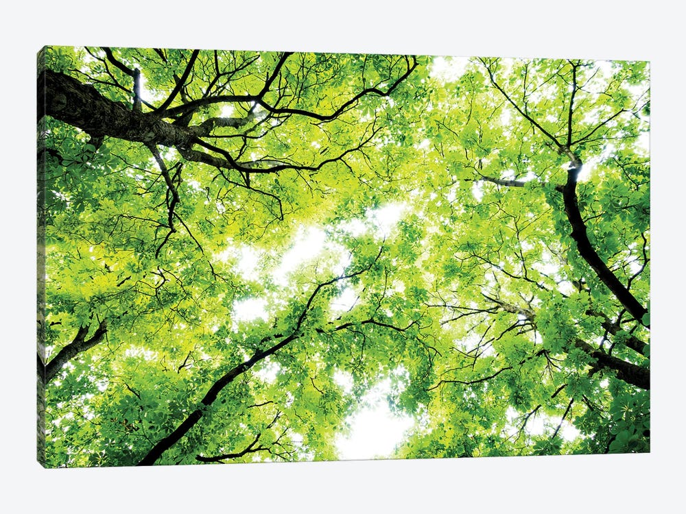 Landscape With Low Angle View Of Green Trees In Forest by Panoramic Images 1-piece Canvas Art