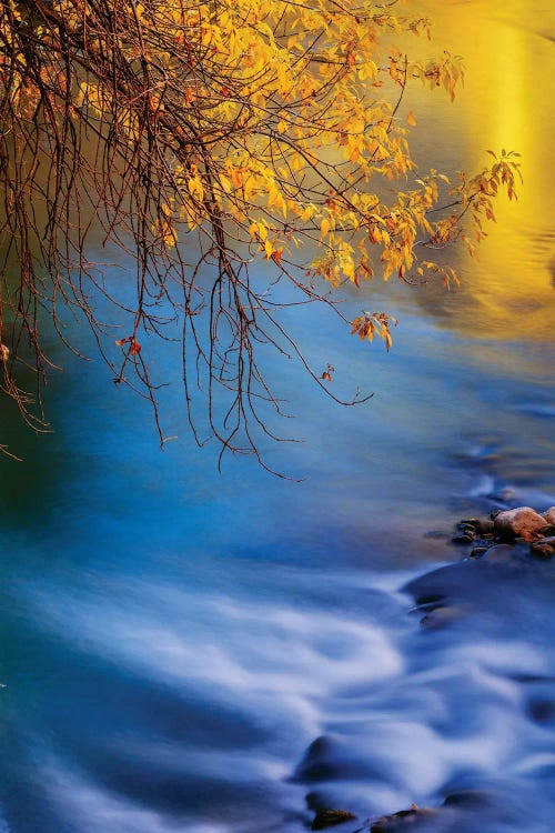 Landscape With Virgin River In Autumn, Zion National Park, Utah, USA