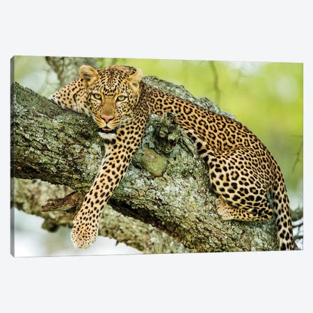 Leopard  On Tree, Serengeti National Park, Tanzania, Africa Canvas Print #PIM15988} by Panoramic Images Art Print