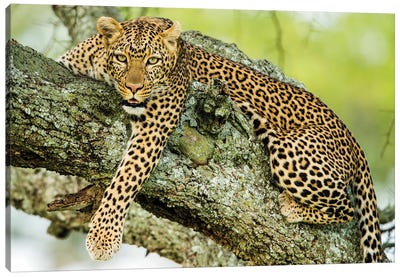 Leopard  On Tree, Serengeti National Park, Tanzania, Africa Canvas Art Print - Leopard Art