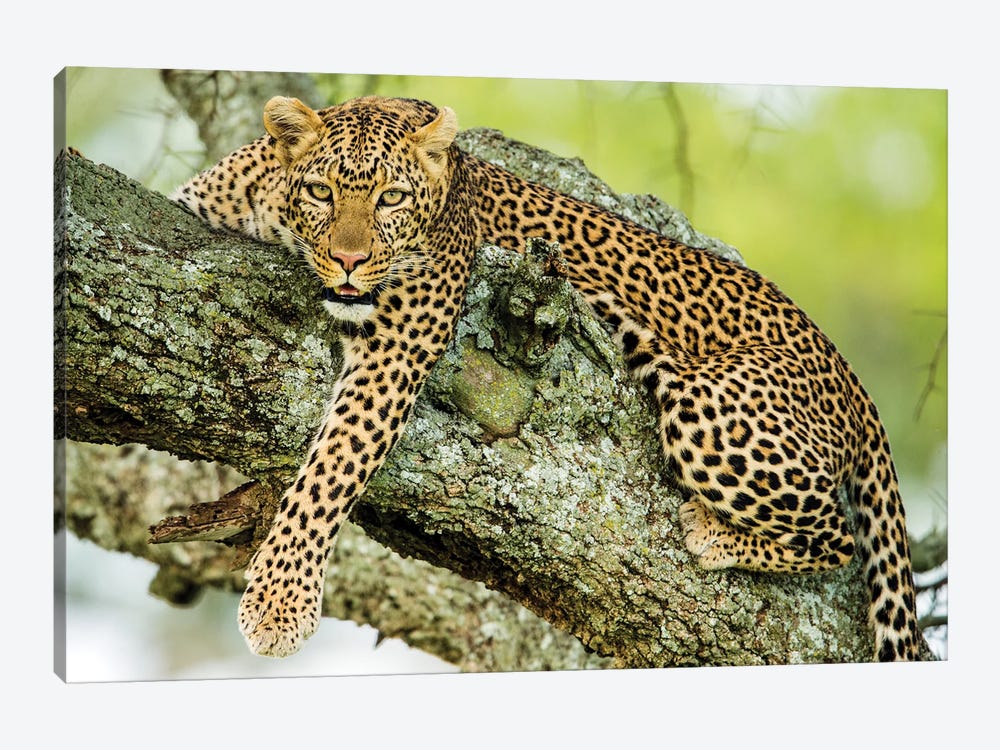 Leopard  On Tree, Serengeti National Park, Tanzania, Africa by Panoramic Images 1-piece Canvas Wall Art