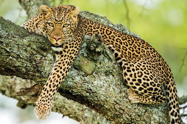 Africa: Leopard  On Tree, Serengeti National Park, Tanzania, Africa by Panoramic Images