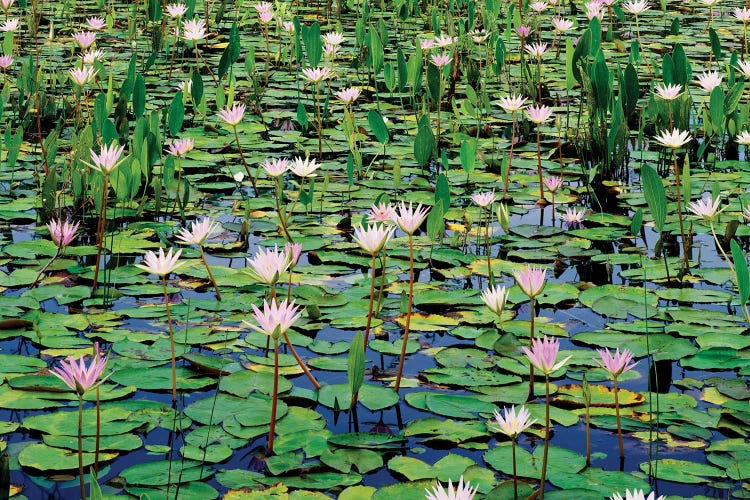 Lots Of Lotus Water Lily Flowers In Pond