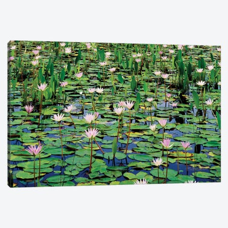 Lots Of Lotus Water Lily Flowers In Pond Canvas Print #PIM15990} by Panoramic Images Canvas Wall Art