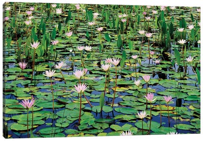 Lots Of Lotus Water Lily Flowers In Pond Canvas Art Print - Water Lilies Collection