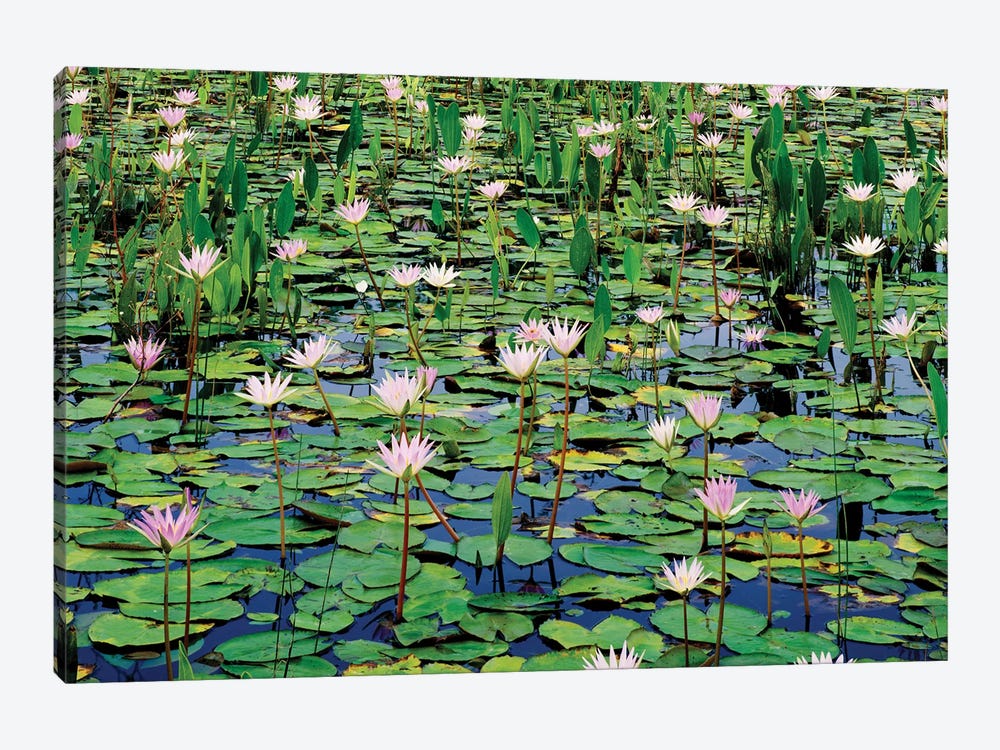 Lots Of Lotus Water Lily Flowers In Pond by Panoramic Images 1-piece Art Print