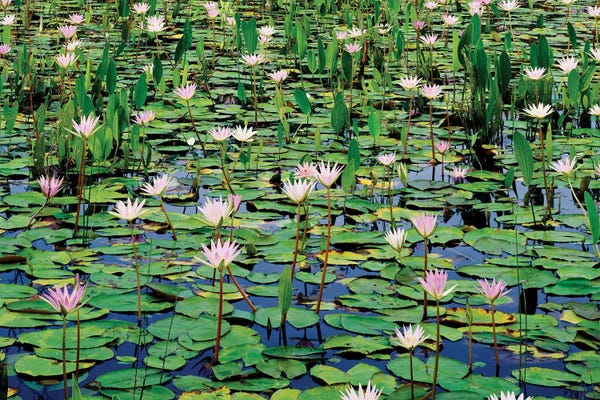 Water Lilies: Lots Of Lotus Water Lily Flowers In Pond by Panoramic Images