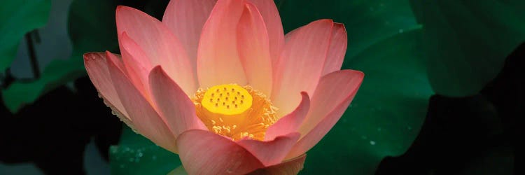 Lotus Blooming In A Pond