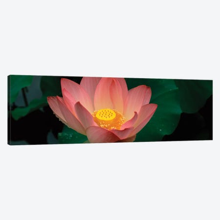 Lotus Blooming In A Pond Canvas Print #PIM15991} by Panoramic Images Canvas Artwork