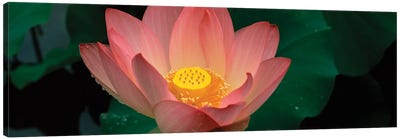 Lotus Blooming In A Pond Canvas Art Print - Lotus Art