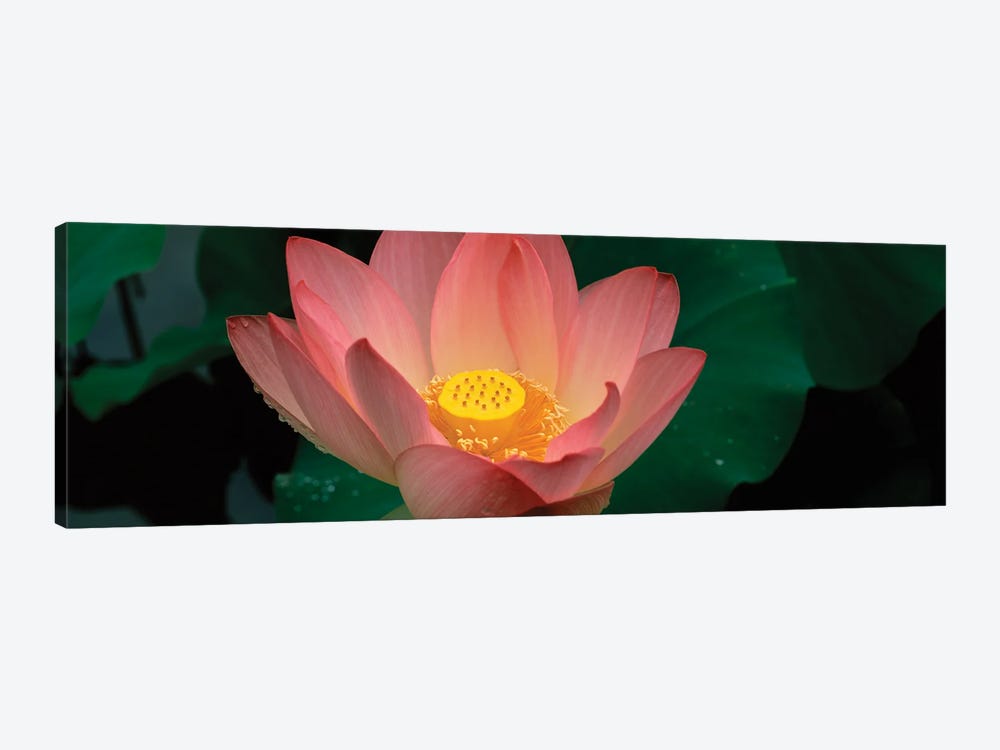 Lotus Blooming In A Pond by Panoramic Images 1-piece Canvas Art