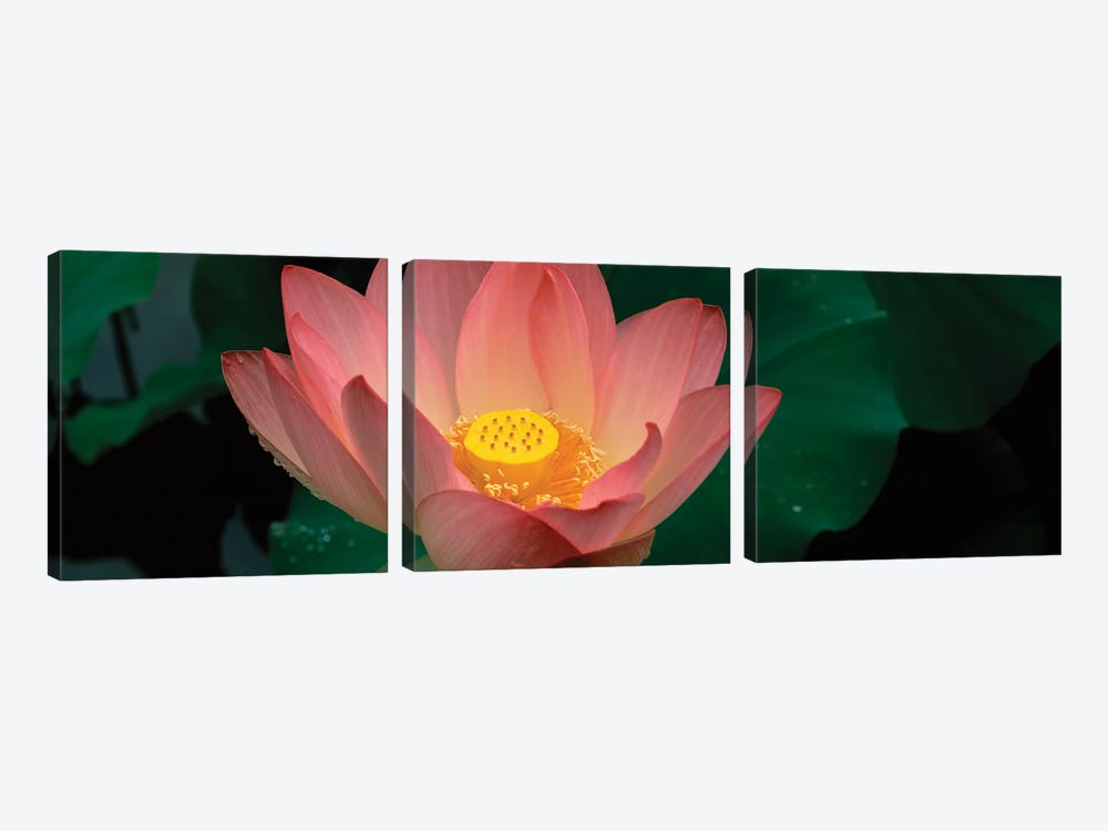Lotus Blooming In A Pond by Panoramic Images 3-piece Canvas Art