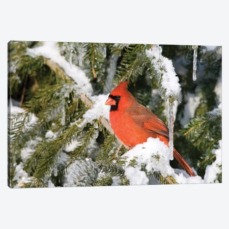 Northern Cardinal perching on snowcapped juniper tree bra - Art Print
