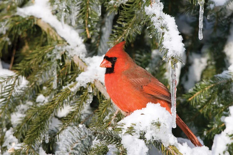 Male Northern Cardinal On Serbian Spruce Plant In Winter At Churchill Wildlife Management Area, Churchill, Manitoba, Canada